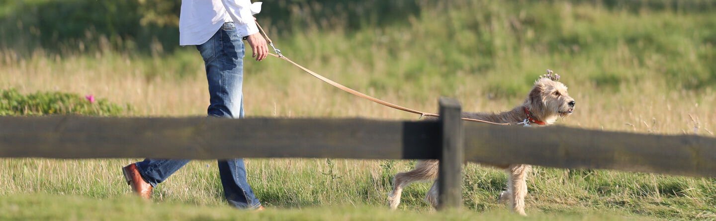 Urlaub mit Hund im Landhaus Severin's Sylt