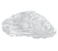 Abbildung in schwarz-weiss von einer Auster aus Sylt