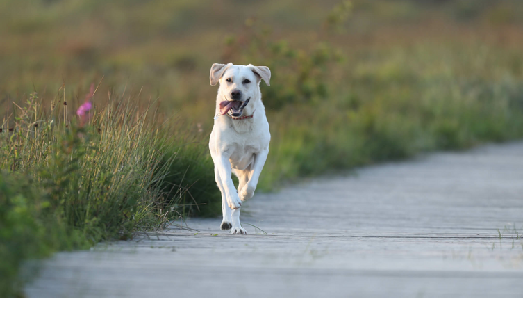 Hunde auf Sylt | Landhaus Severin's Sylt