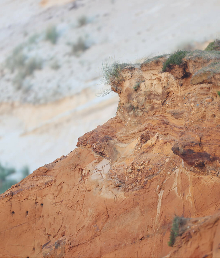 Morsumer Kliff auf Sylt Rote Sandsteinklippe mit Grasbewuchs, im Hintergrund unscharfe Sanddünen.